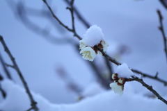 春まだ遠くⅡ