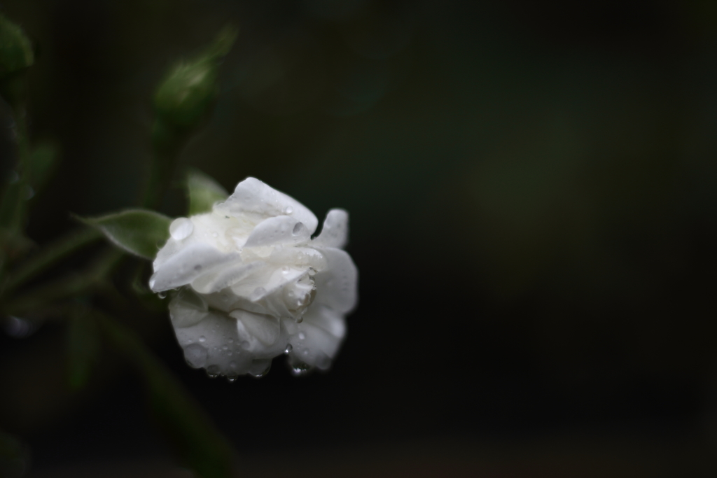 冷たい雨に