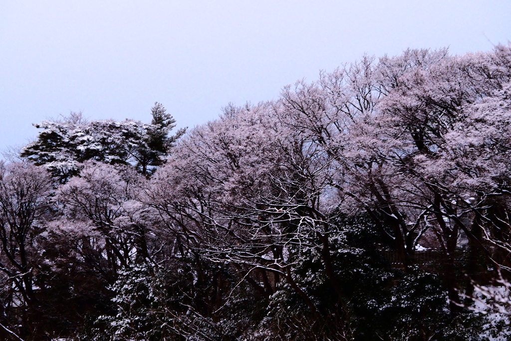 雪の華