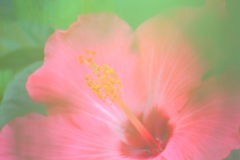 夏の夢
