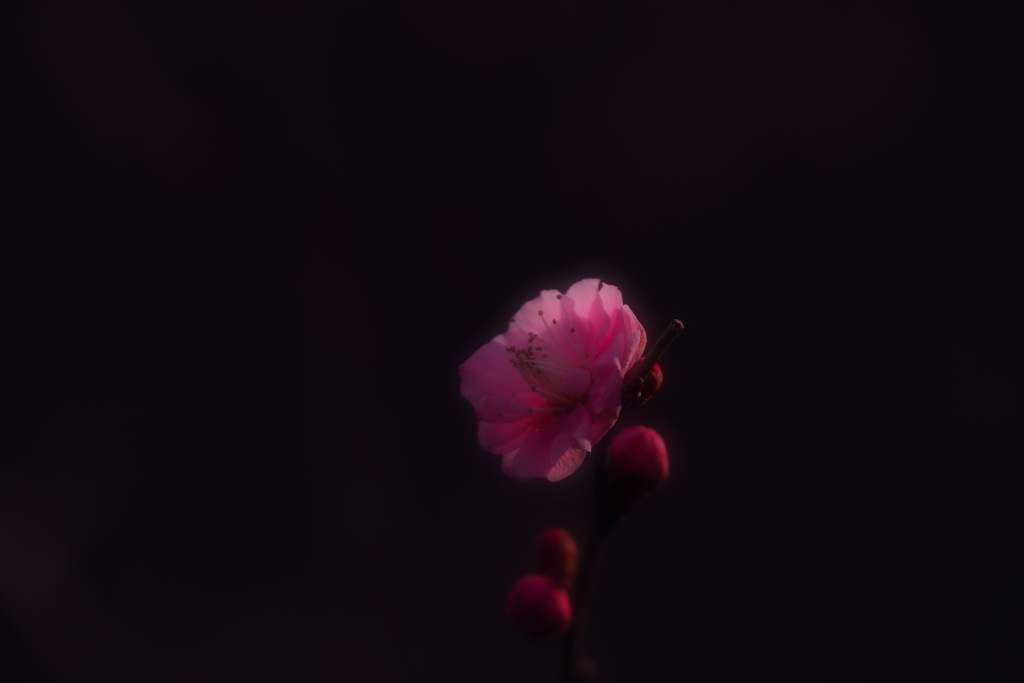 紅一凛