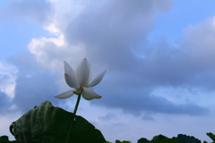 梅雨明けの空に