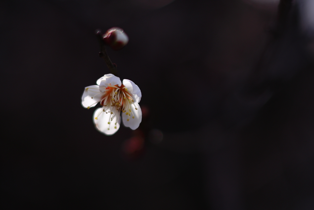 最初の一輪