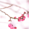 迎春