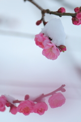 早春の