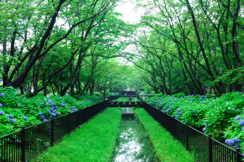 爽やか！初夏の紫陽花風景