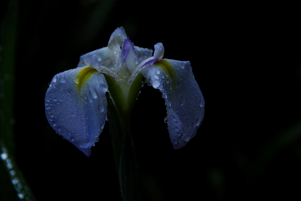 雨の唄