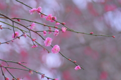 春の色はピンク色