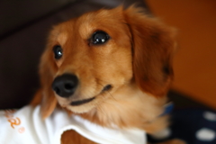 え？ 戌年っておいしいの？