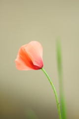 ひなげしの花