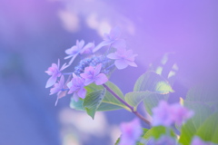 purpleな季節