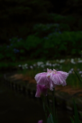 雨あがりの朝