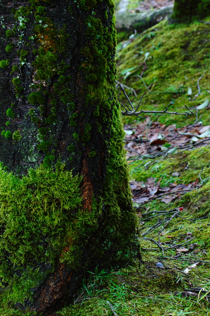 Ｃｙｂｅｒ ｇｒｅｅｎ