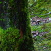 Ｃｙｂｅｒ ｇｒｅｅｎ