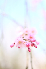 へそまがり