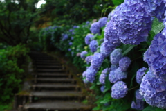 紫陽花の小径で