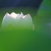 支那白花