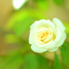 シロイバラ