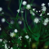 山野草展より②　咲いて散る花火のように