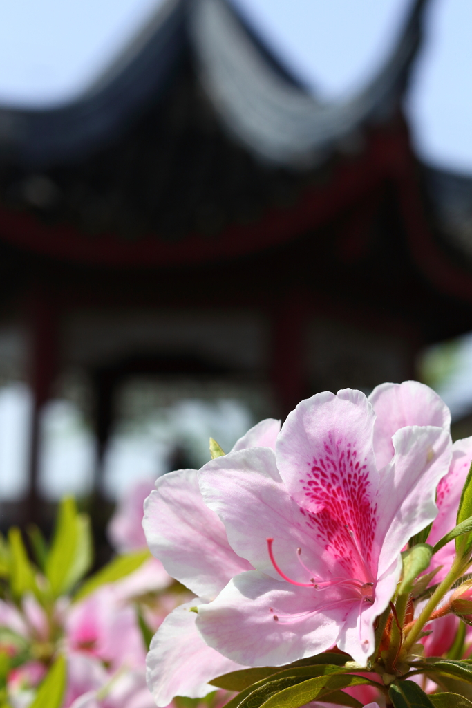 旅路の花