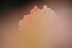 やさしさあふれて