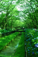 紫陽花の水路