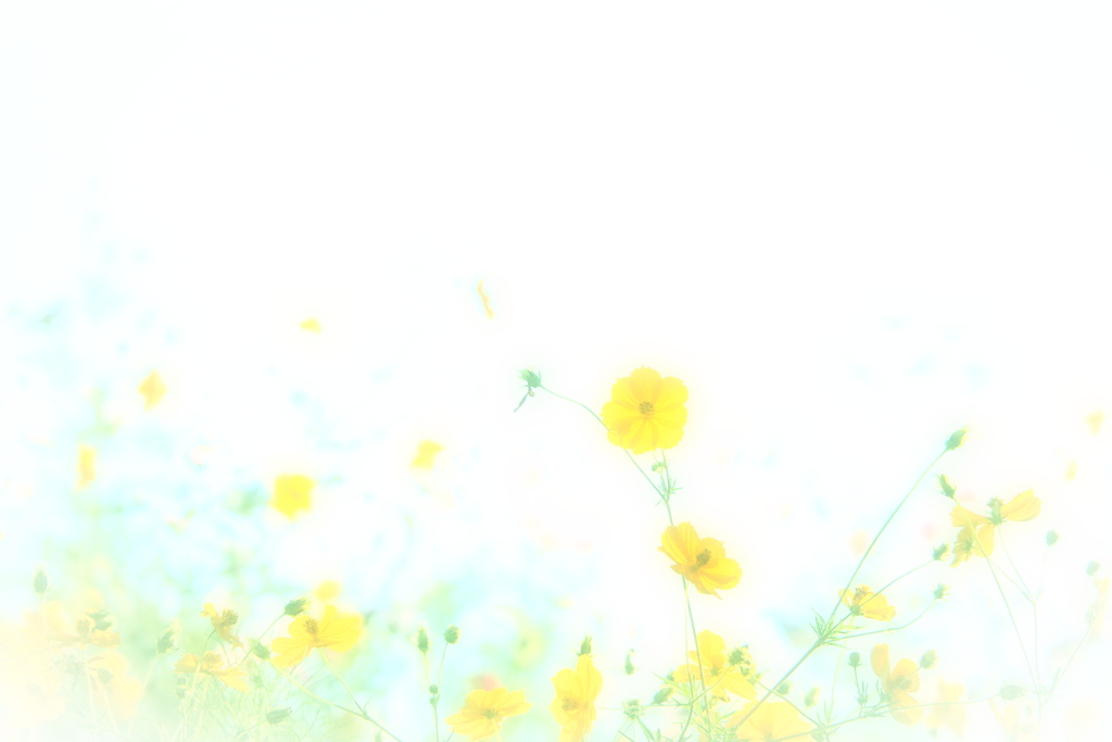 でい・どりーむ