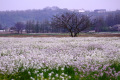 干拓地の春