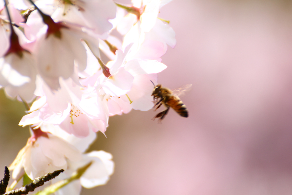 蜜をもとめて