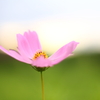 すこし照れながら