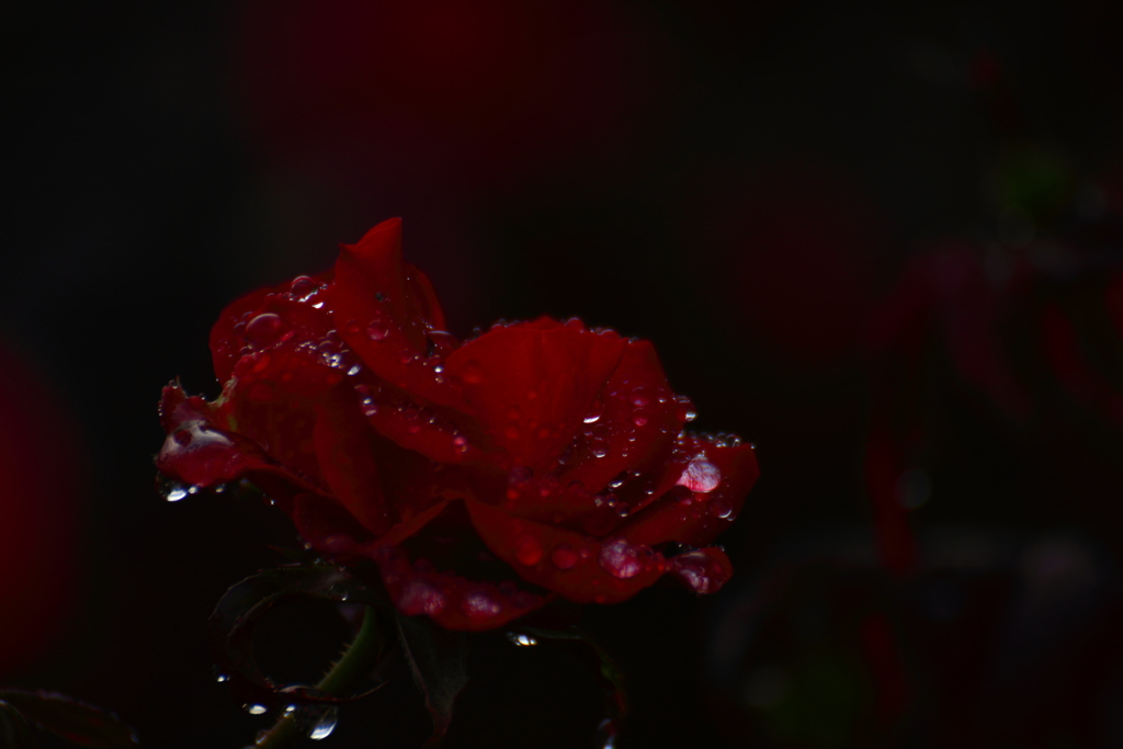 rain