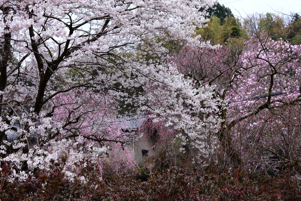 花は咲く