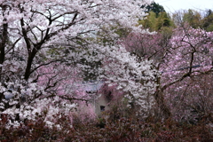 花は咲く