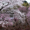 花は咲く