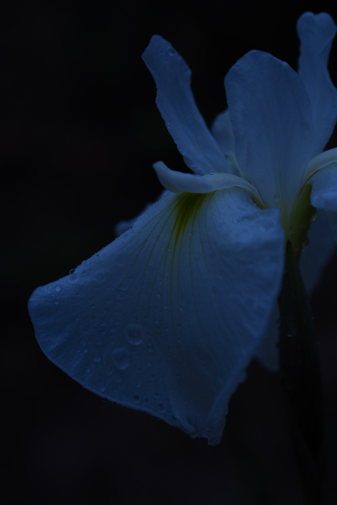 Ｒａｉｎｙ ｂｒｕｅ