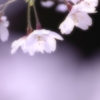またねって・・・