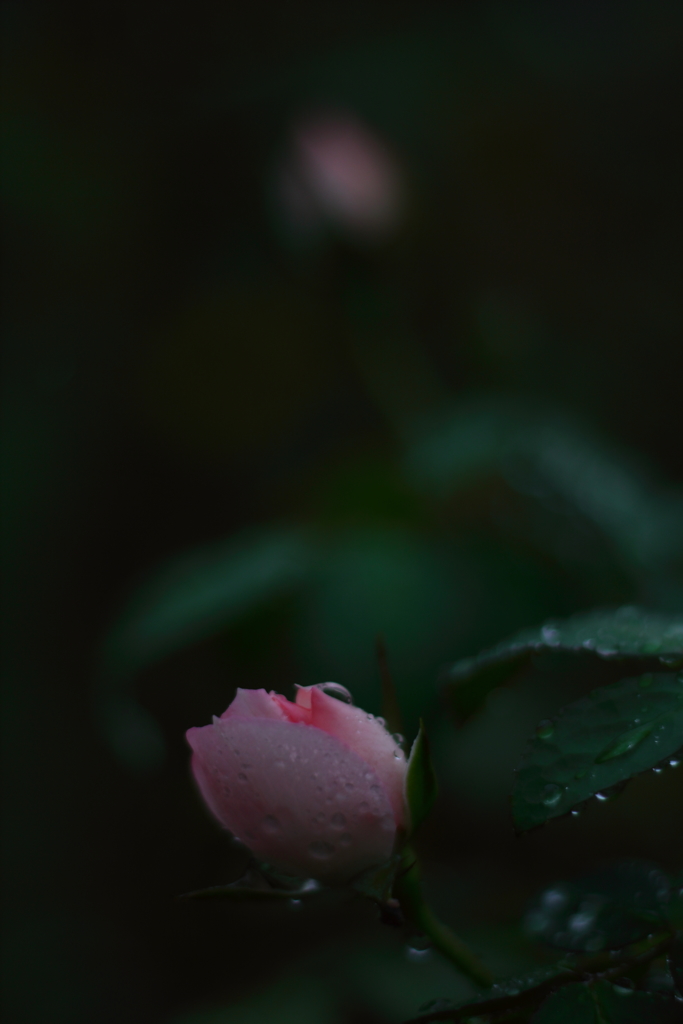 秋雨