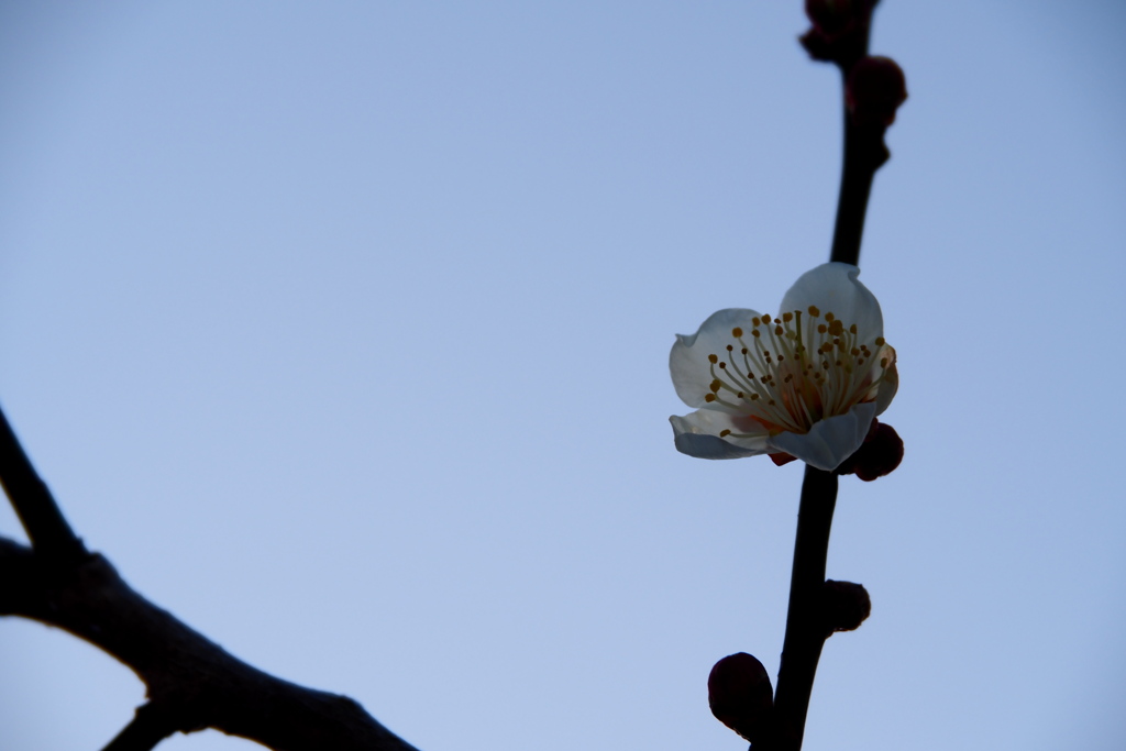 薄昏に咲く