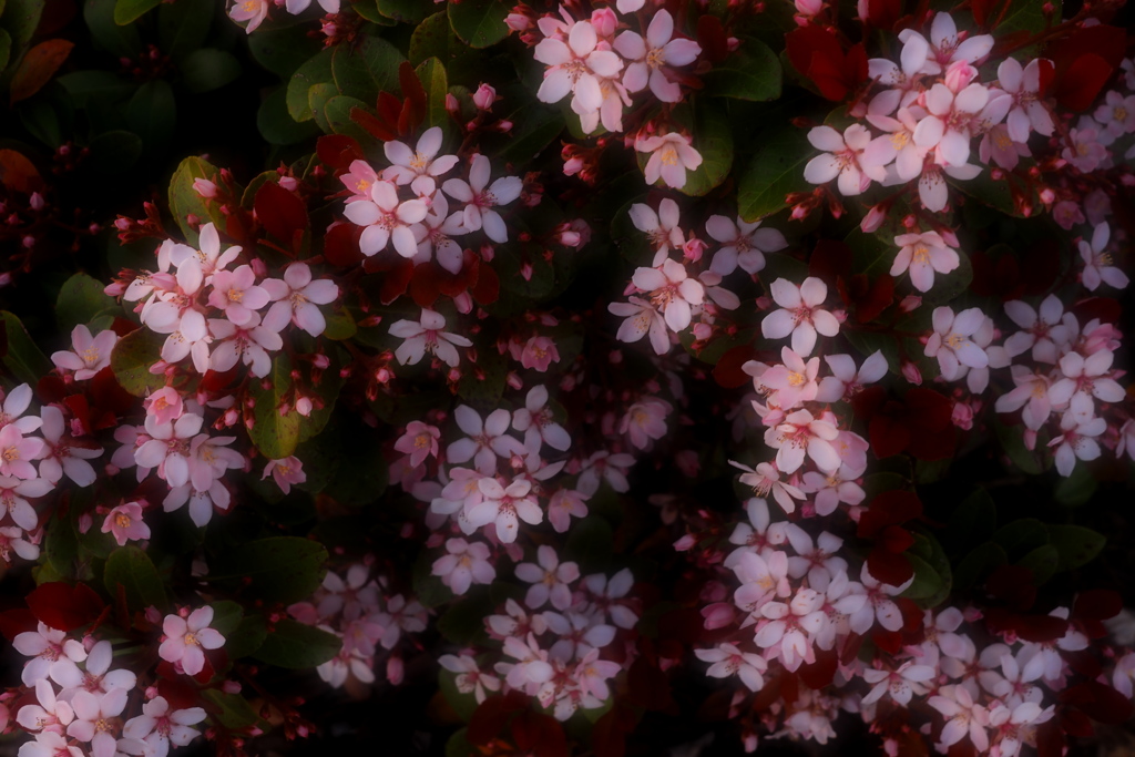 春の花たち