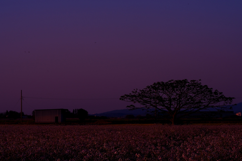 夕焼けハナダイコン
