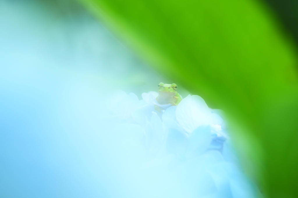 紫陽花と暮らす