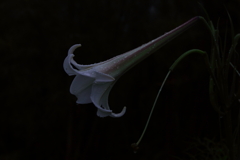 夢は夜ひらく