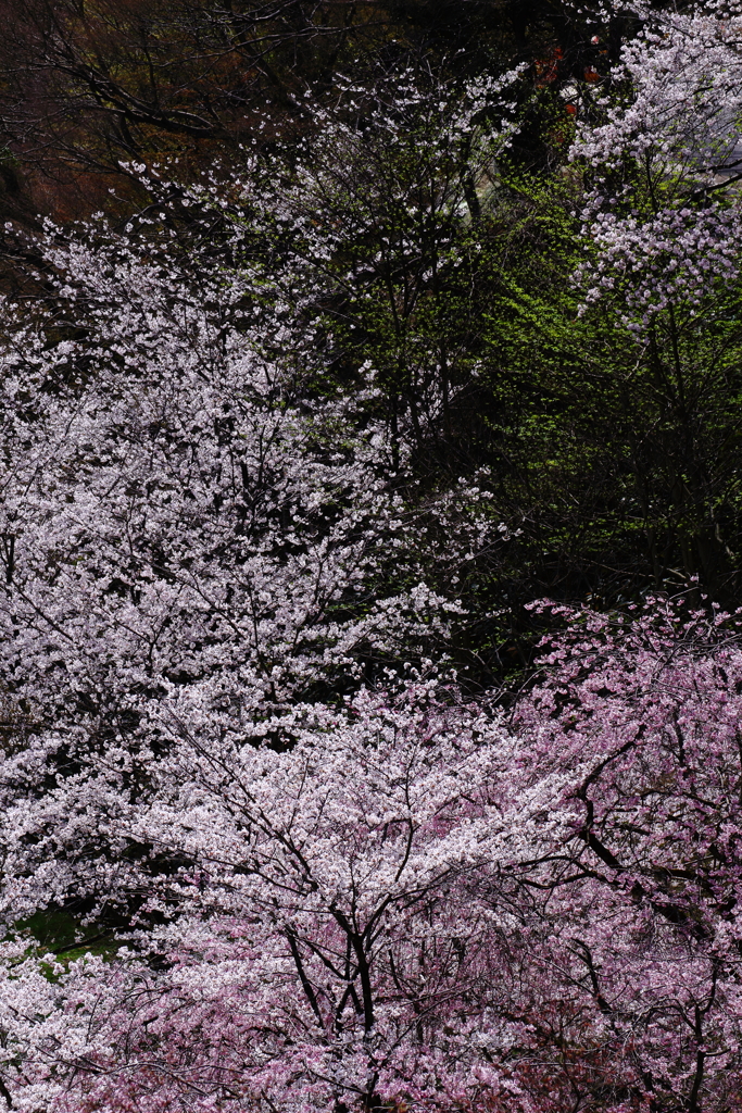 花ざかり