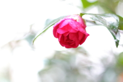 ほほえみ