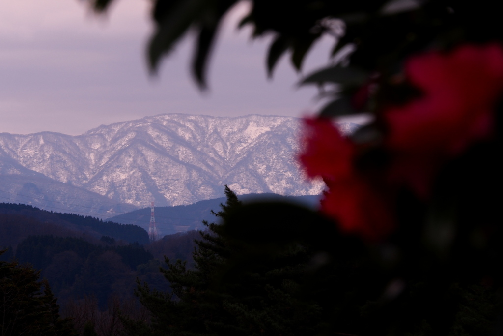 冬の華