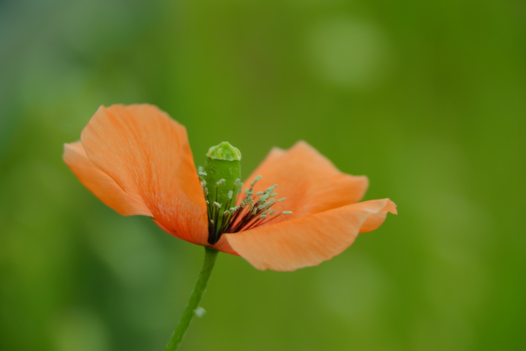 ひなげしの花