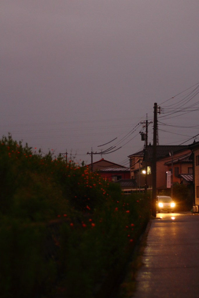 夕暮れコスモスかえり道