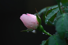 秋雨前線