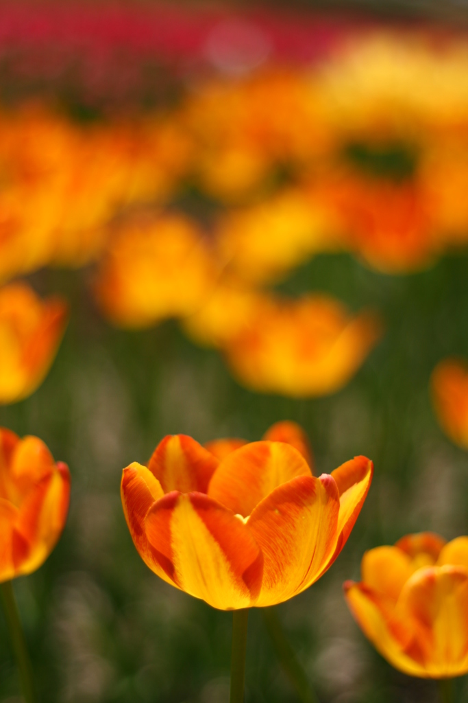 orange cup
