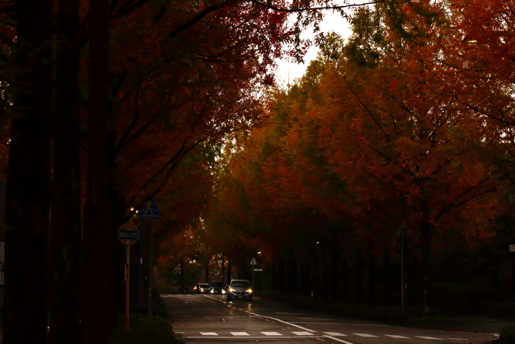 日曜の朝の風景